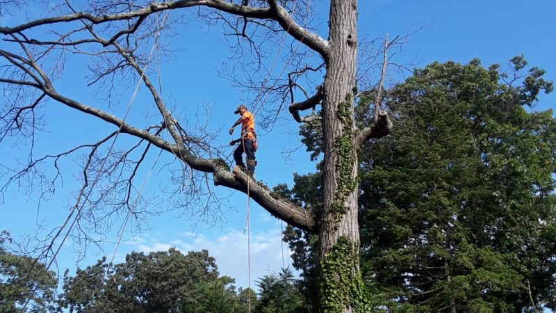 Reasons Why Hiring A Tree Care Professional Company Is A Great Idea