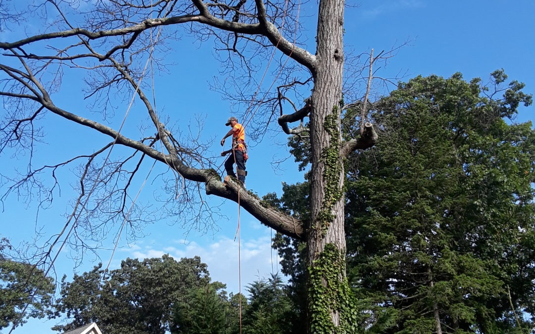 Reasons Why Hiring A Tree Care Professional Company Is A Great Idea