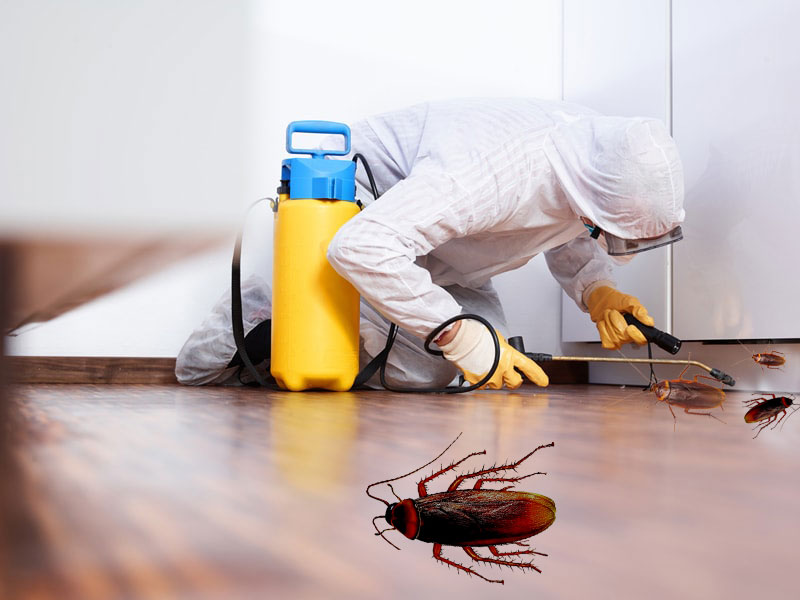What is an Ideal Pest Control Company in Your Region?