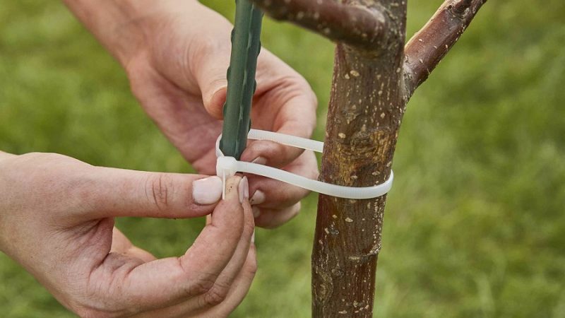 A Few Tips to Prevent Your Tree from Falling On Your Home