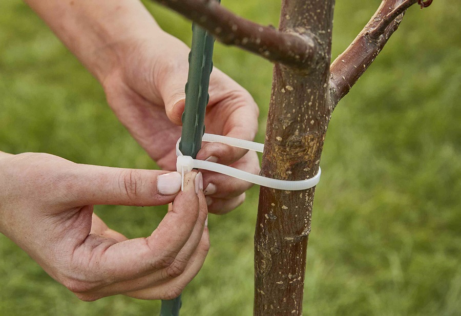 A Few Tips to Prevent Your Tree from Falling On Your Home