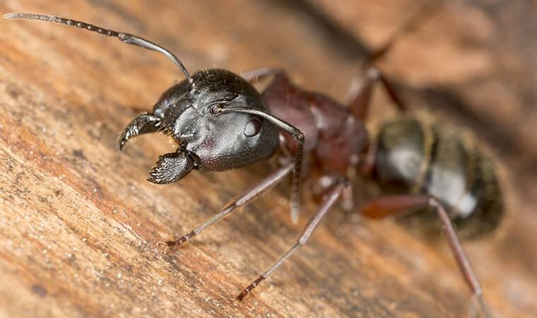 Ant Prevention And Ant Control Services