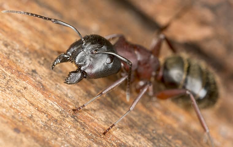 Ant Prevention And Ant Control Services