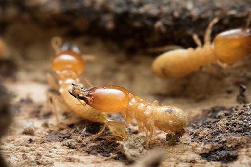 How To Choose A Termite Control Specialist