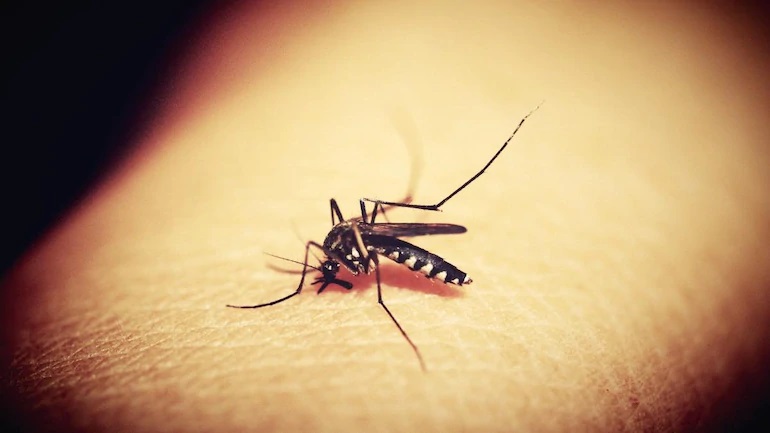 Strategizing Successful Mosquito Pest Control: The Best & Effective Ways to Protect Your Home