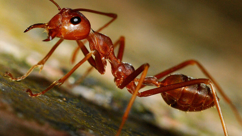 A Few Things to Learn About Ants