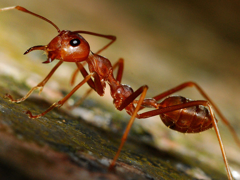 A Few Things to Learn About Ants