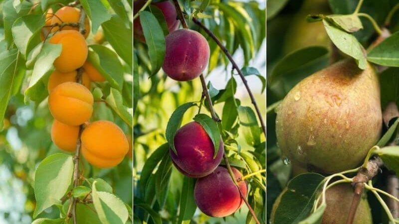 4 Tips That Will Help You Identify the Best Fruit Tree Nurseries UK