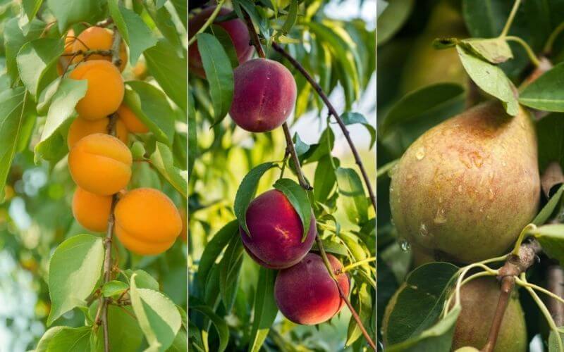 4 Tips That Will Help You Identify the Best Fruit Tree Nurseries UK