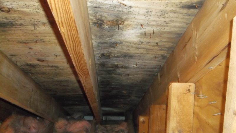 Signs You Need a Crawl Space Mold Removal Service