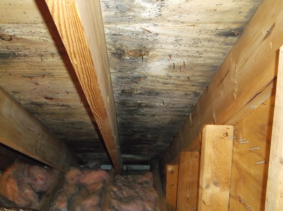 Signs You Need a Crawl Space Mold Removal Service