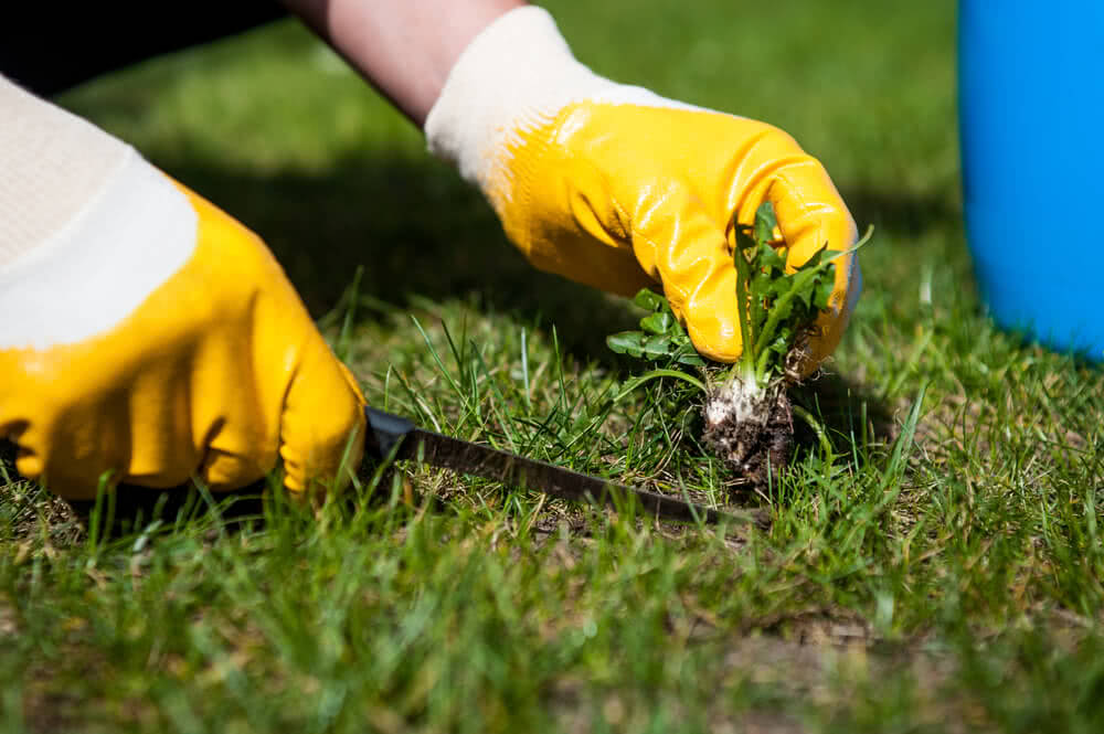 Main Tasks For Lawn Maintenance