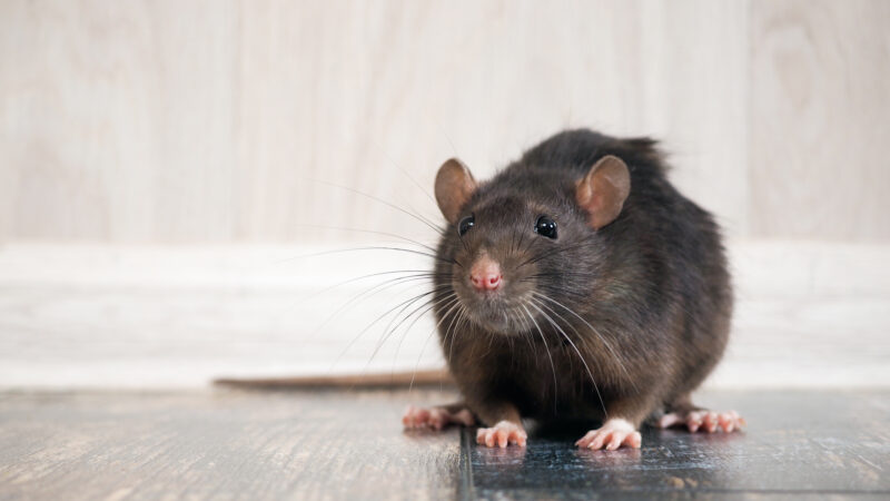 7 Tell-tale Signs Your Home Has Mouse or Rat Infestation