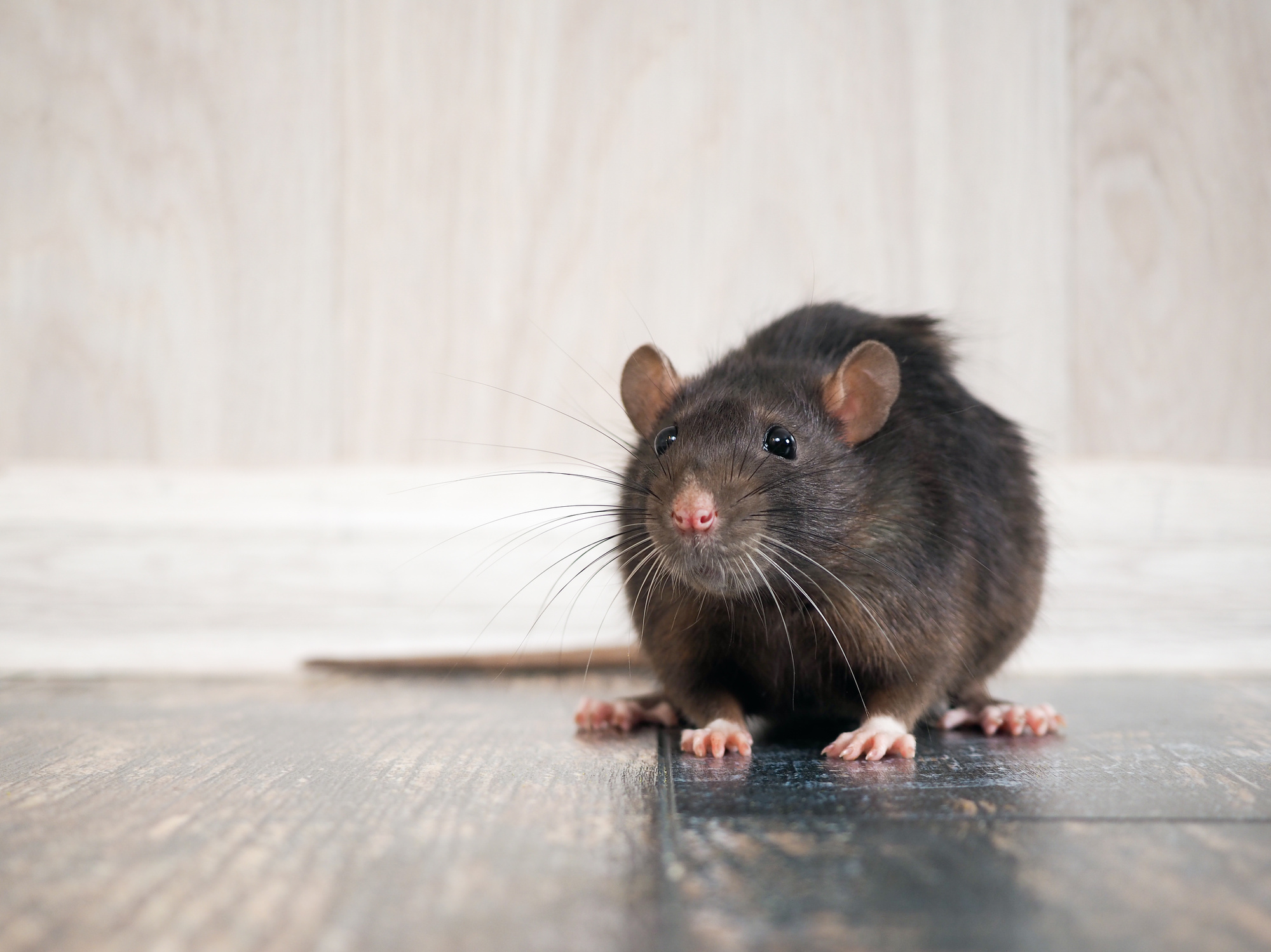 7 Tell-tale Signs Your Home Has Mouse or Rat Infestation