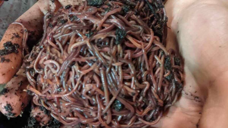 A Guide to Composting: Facts About Red Wiggler Worms