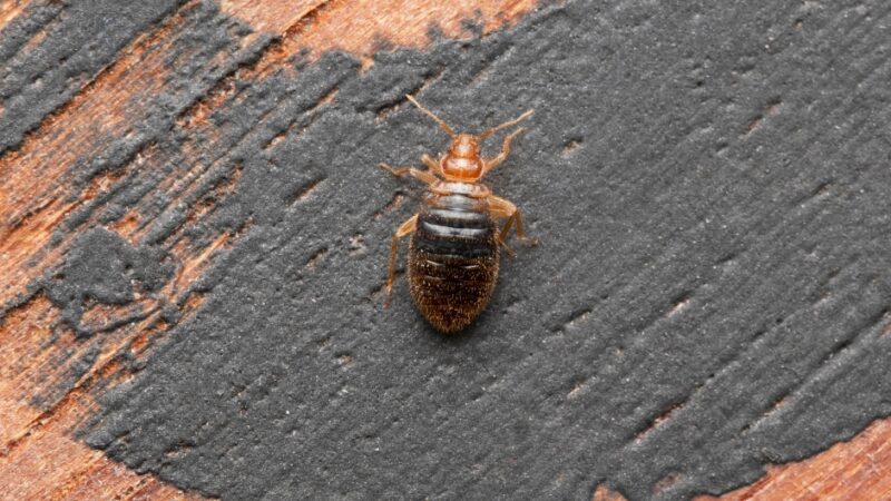 Do Bed Bugs Hibernate? What They Do During the Winter Months