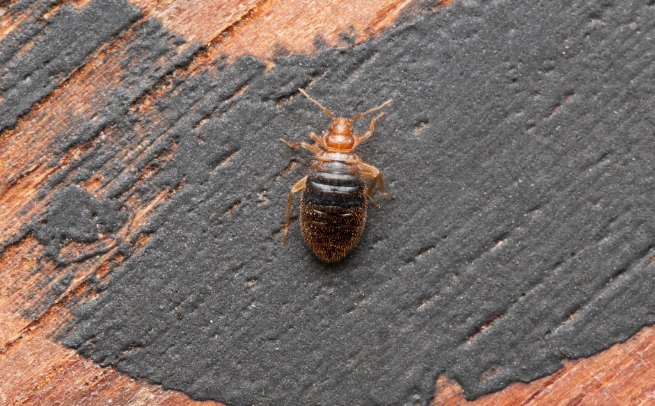 Do Bed Bugs Hibernate? What They Do During the Winter Months